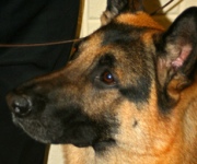Dog Training Obedience